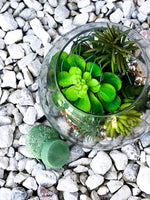 Succulent Shampoo and Conditioner Bars